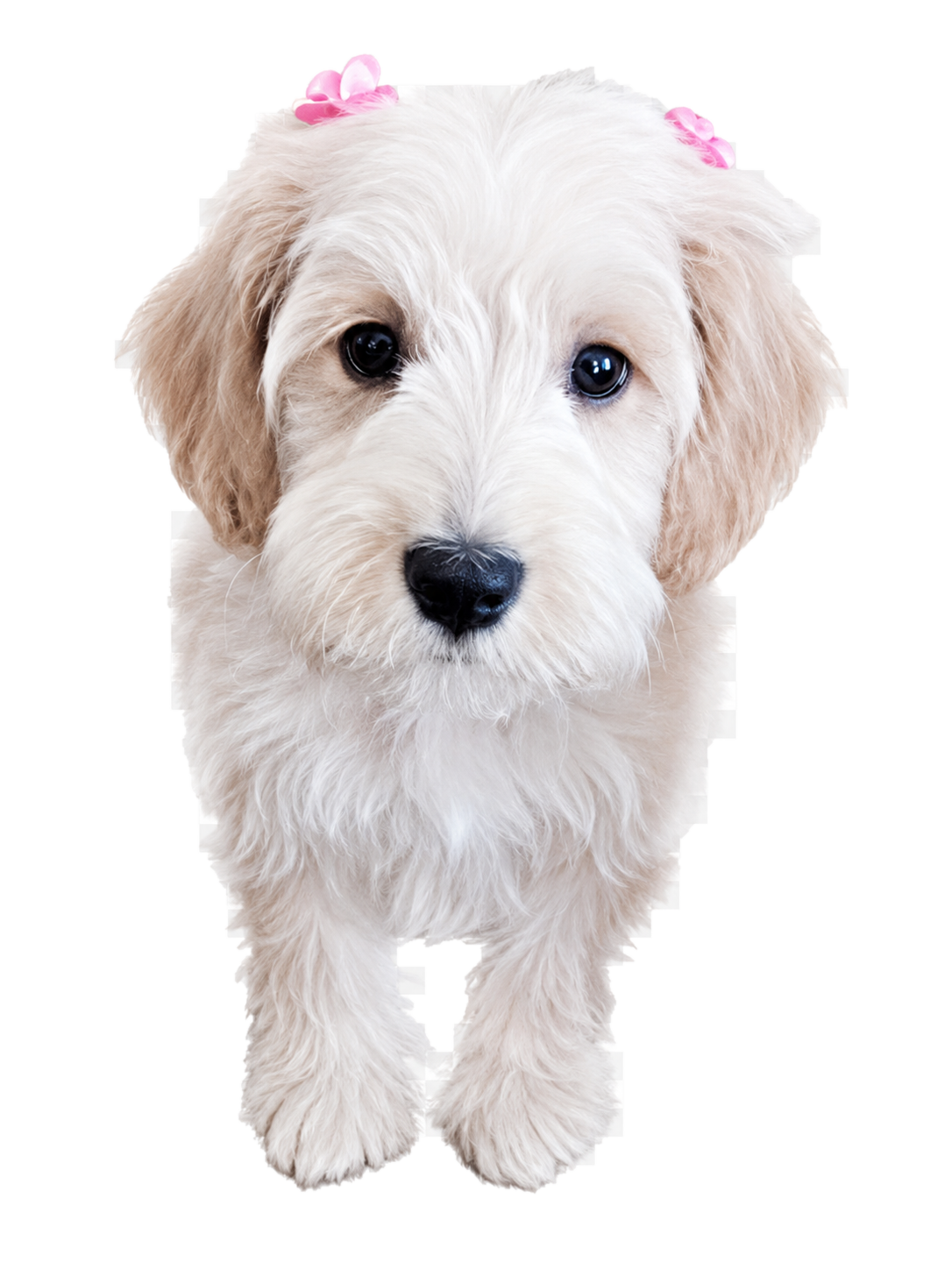 Emerald Green Ball, a young white puppy with pink bows